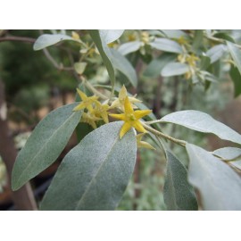 Elaeagnus angustifolia - Árbol del Paraíso compra de alveolo forestal