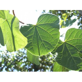 Cercis siliquastrum - Árbol del amor (Bandeja 45 Unidades)