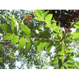 Fraxinus excelsior - Fresno hoja ancha (Bandeja 45Uds)