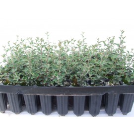 COTONEASTER FRANCHETTI - COTONEASTER (45 Unidades)