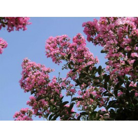 Lagerstroemia indica - Árbol de Júpiter (Bandeja 45 unidades)