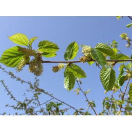 Morus alba - Morera Blanca (Bandeja de 54 unidades)