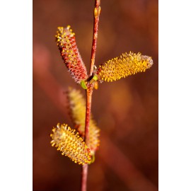 Salix purpurea - Mimbrera (Bandeja 40 unidades)