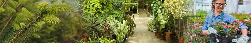 Compra Plantas, Arbustos y Árboles de exterior online | soydecampo.com